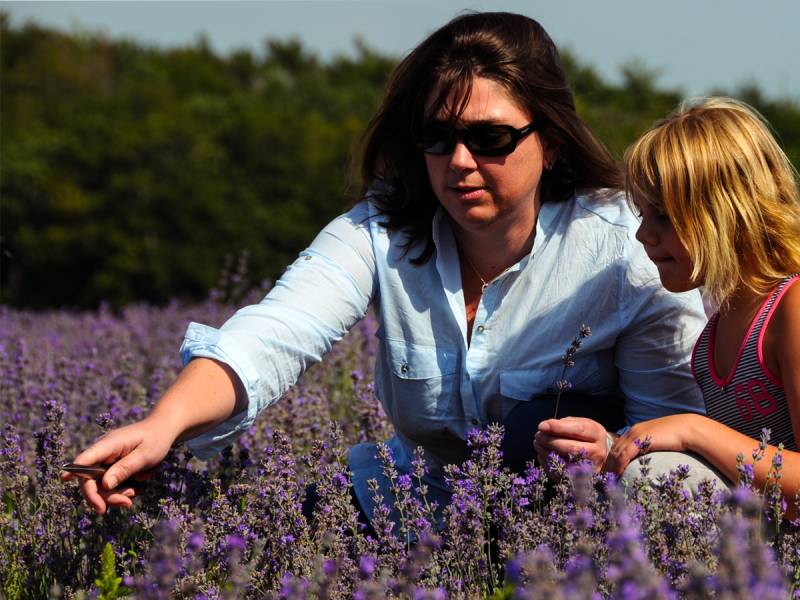 Who are we? Producers & distillers of fine lavender - Lincelé family